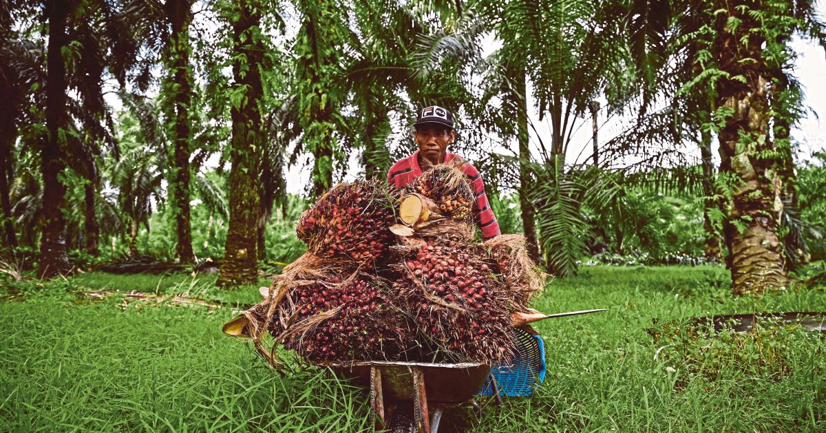 Malaysia To Stop Palm Oil Exports To Eu If Negative Palm Oil Campaign