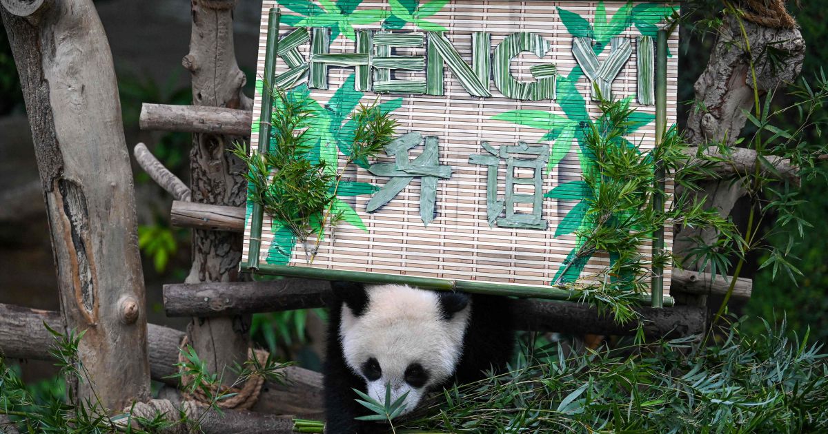 3rd Malaysian Born Panda Cub Named Sheng Yi NSTTV New Straits Times