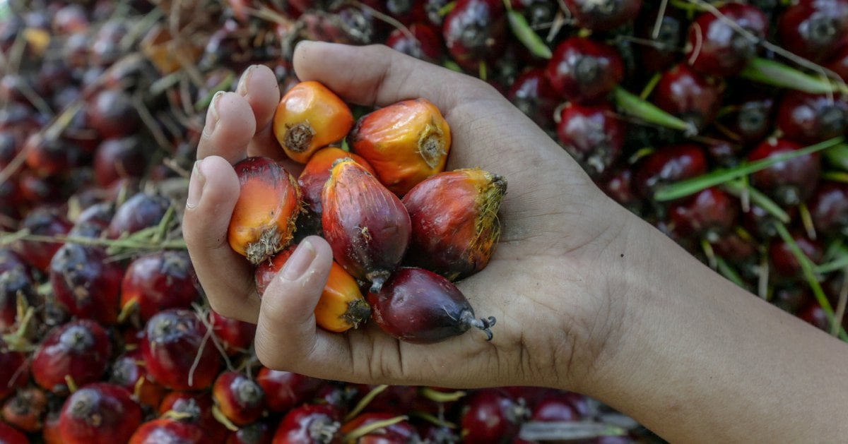 MPOB CFNA To Enhance Trade Cooperation On Palm Oil Supply Chain