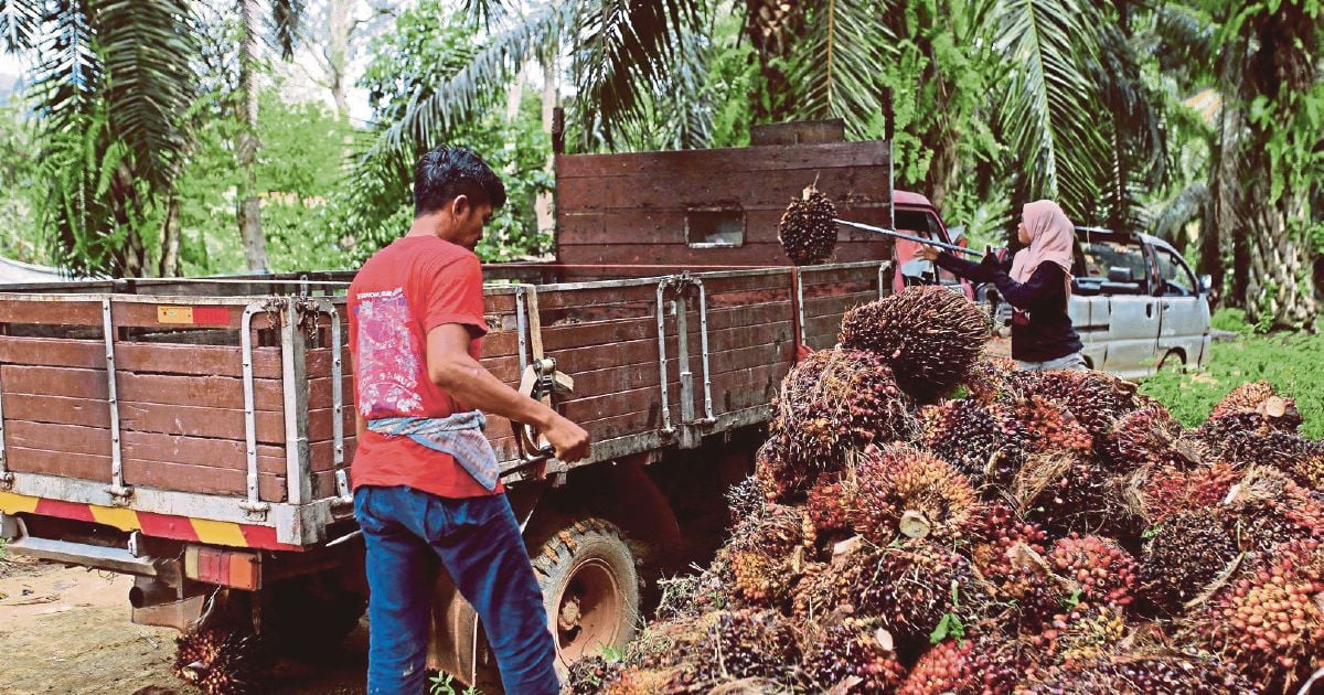 Felda Needs Transformation Restructuring To Ensure Sustainability