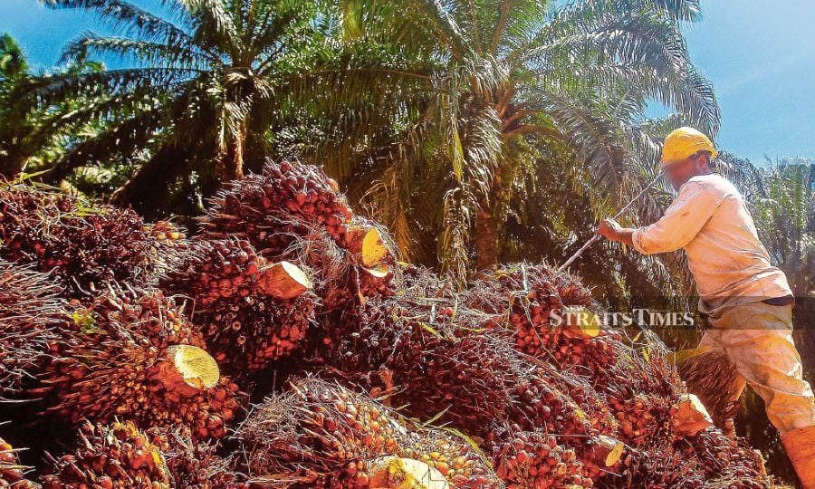 Indonesian Palm Oil Workers To Arrive In Malaysia After Bureaucratic