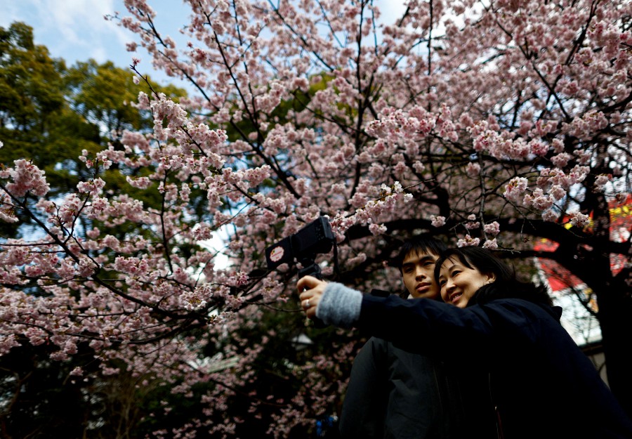 FILE PHOTO: Visitors take selfie photos under an early-flowering Ookanzakura cherry blossoms in full bloom at Ueno Park in Tokyo, Japan. -- REUTERS