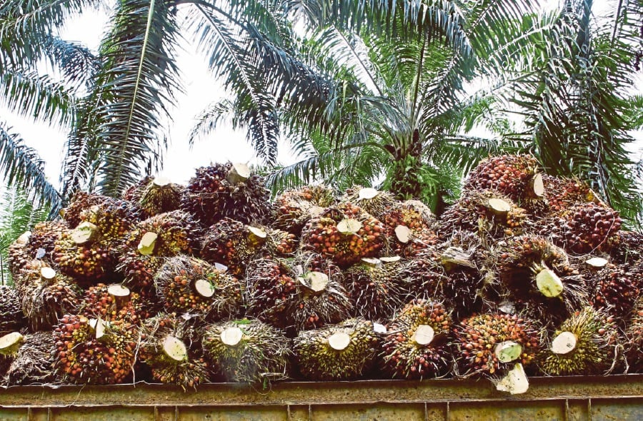 Many studies have confirmed the positive effects of palm oil. FILE PIC