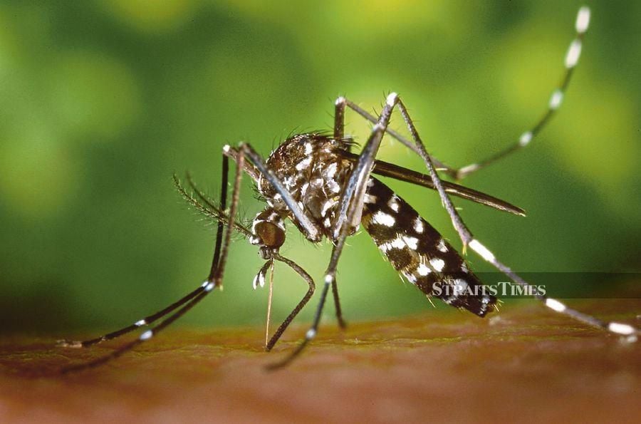 Sarawak recorded over 700 dengue cases in the first half of this year. NSTP