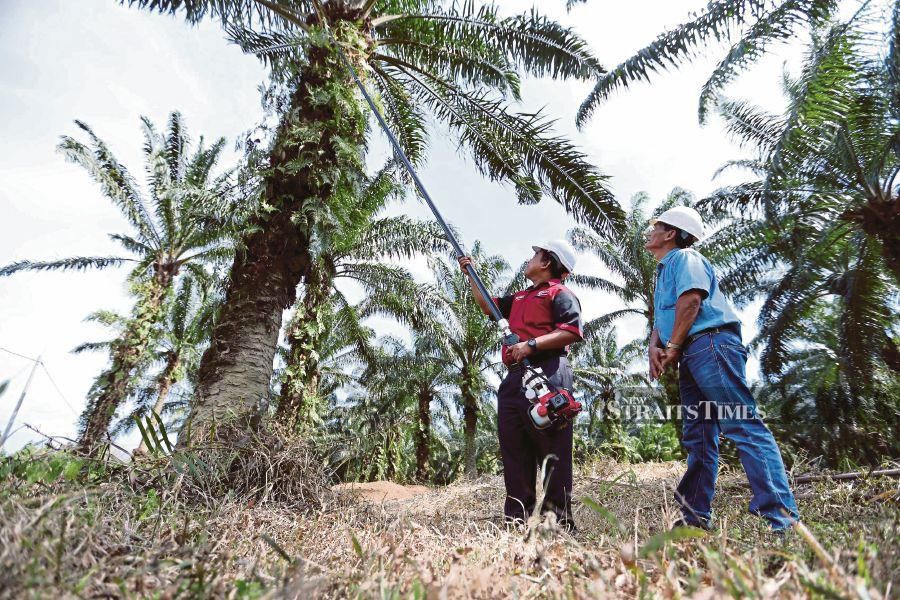 The palm oil industry must refine agriculture practices with biofertilisers, technological adoption and by replanting unproductive palms for improved yield. FILE PIC