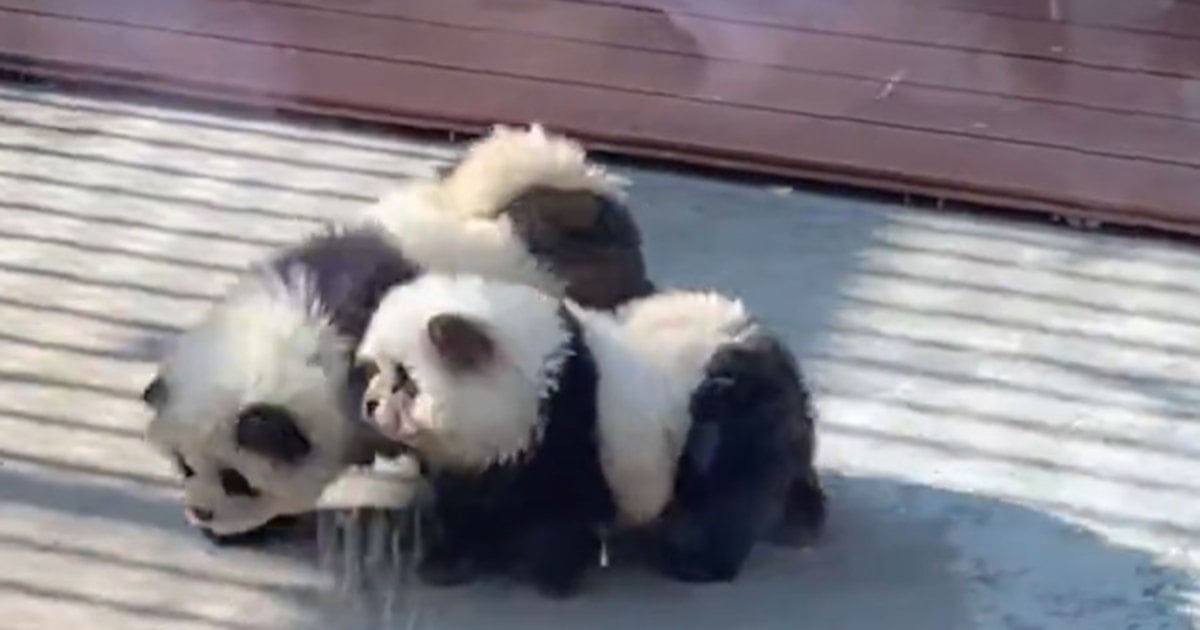 'panda Dogs' At China Zoo Spark Curiosity Among Netizens 