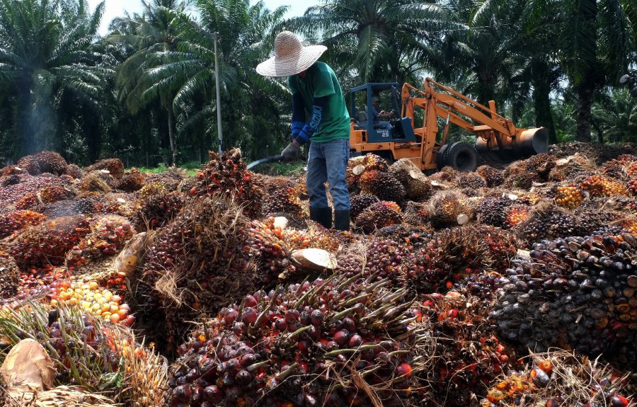  Malaysia  s palm  oil  producers committed towards 