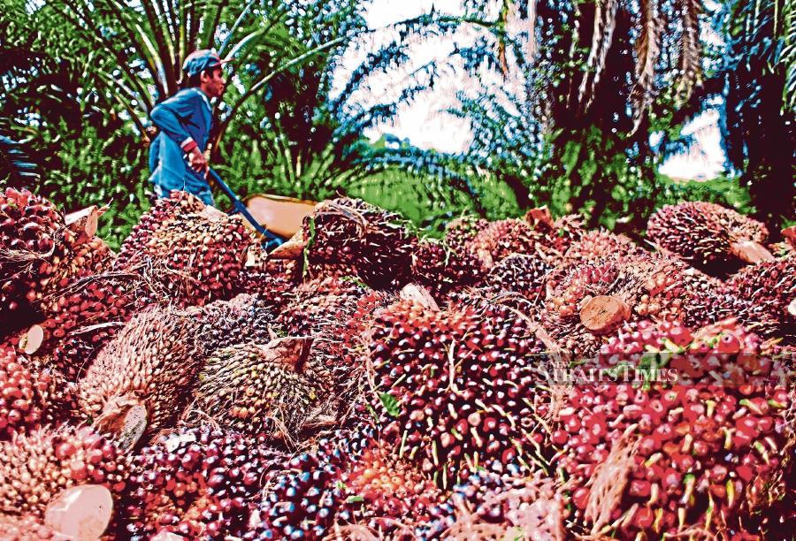 Hong Leong Investment Bank Bhd (HLIB) has maintained its RM4,000 per tonne estimates for crude palm oil (CPO) for 2024 and a neutral stance on the sector. KHIS/LUQMAN HAKIM ZUBIR