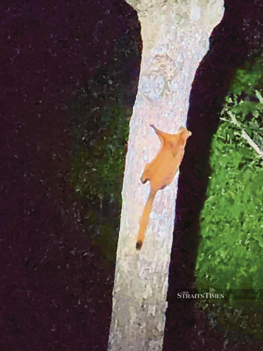 A flying squirrel spotted during the night walk at the RDC.