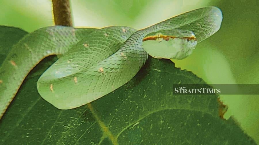 A tiny Bornean pit viper resting on a tree branch.