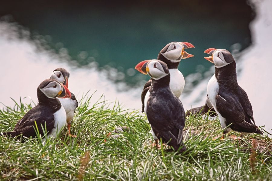 TIME for Kids  Puffins on the Rise