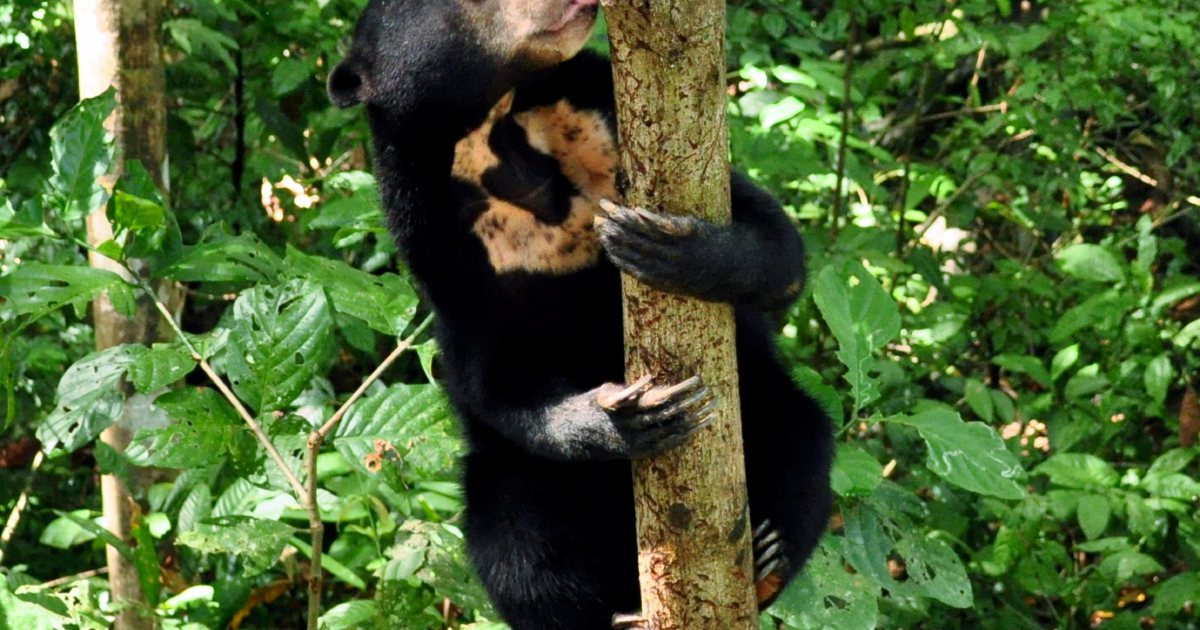 Bornean Sun Bear Conservation Centre Becomes Global Tourist Hotspot 