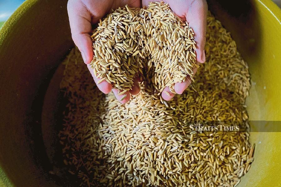 The ministry clarified that the country's rice industry was regulated by the Kawalselia Padi dan Beras (KPB) regulatory body through the Rice Control Act 1994 (Act 522). - NSTP file pic