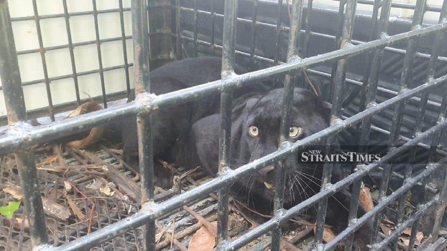 A black panther was successfully captured early this morning after entering a trap set by the Wildlife and National Parks Department (Perhilitan) in Felda Lasah, Sungai Siput Utara. NSTP FILE PIC, FOR ILLUSTRATION PURPOSE ONLY