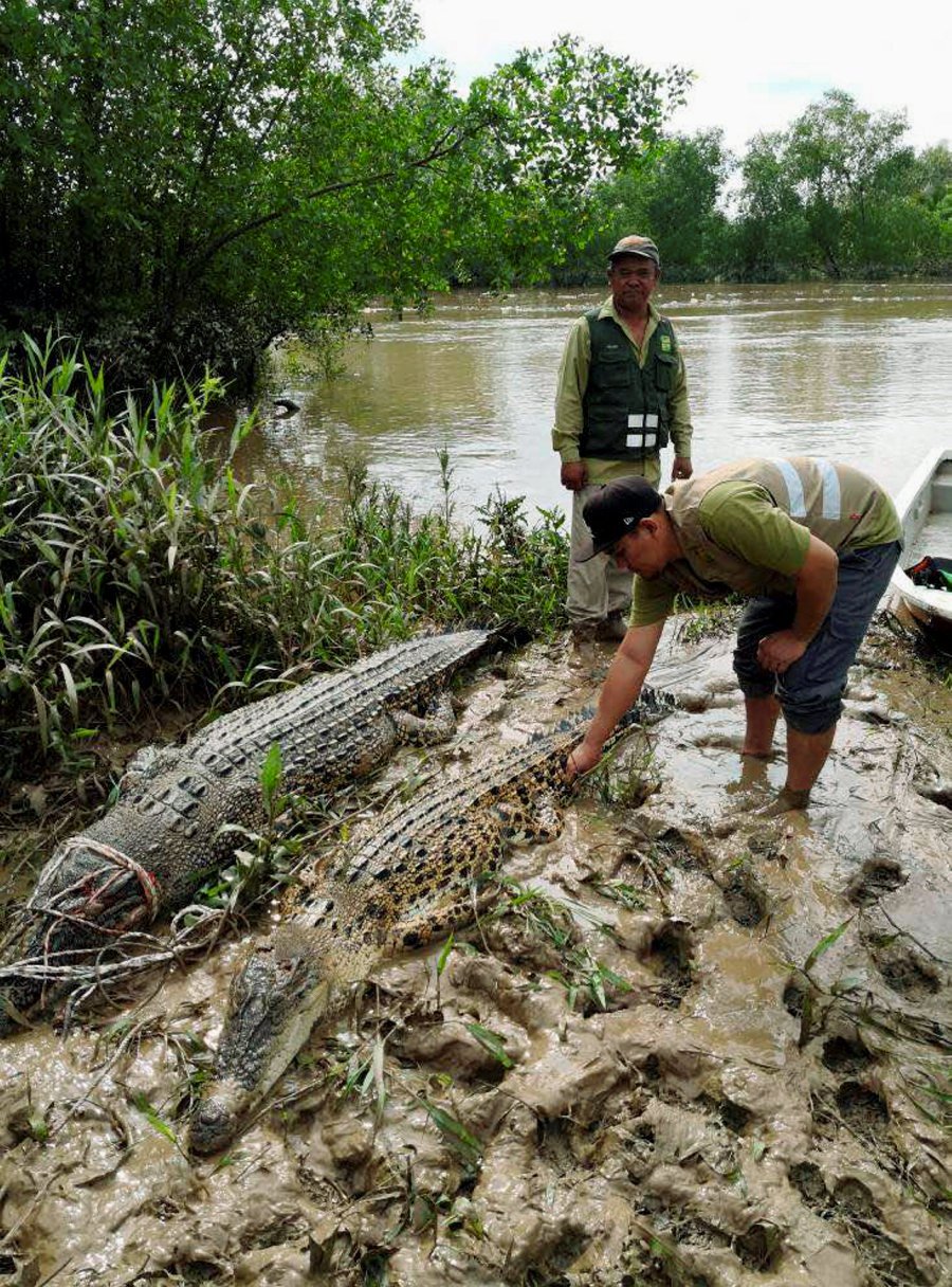 2 crocodiles captured from Rimbas river | New Straits ...