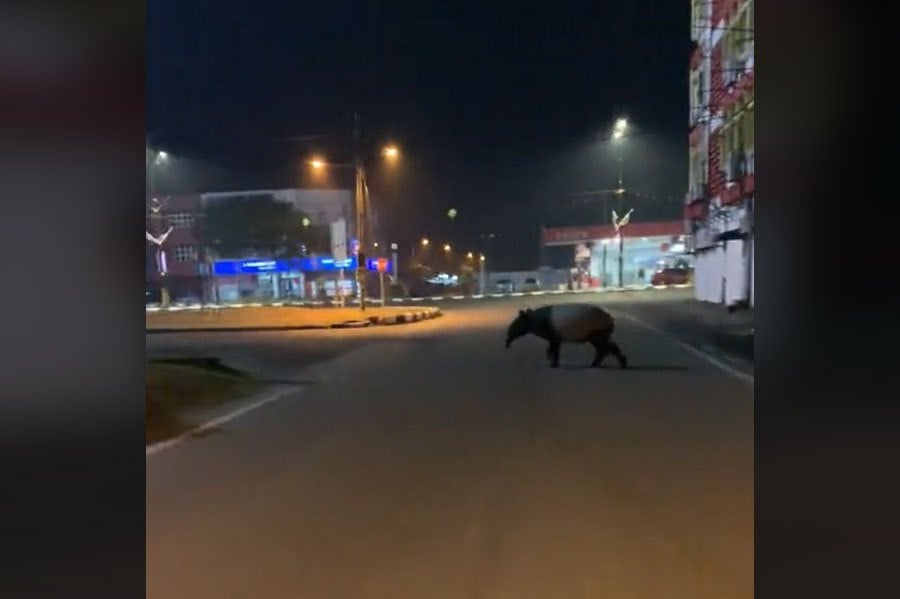 A tapir’s unexpected appearance on the streets of Terengganu has sparked a wave of concern among social media users, raising questions about its safety and well-being. PIC SCREEN CAPTURED FROM SOCMED VIDEO