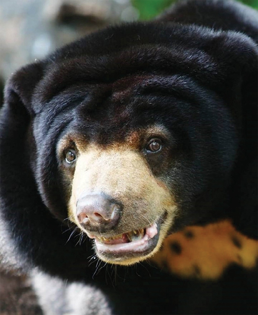 A heavy bear-den: Getting behind the 'Save the Sun Bear Campaign' | New ...