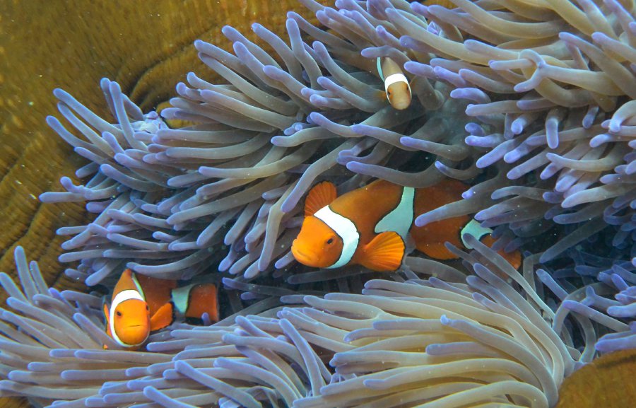 Survival of coral reefs depends on pollution cuts | New Straits Times ...