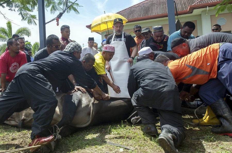 Agong attends Aidiladha cow slaughtering ceremony | New ...