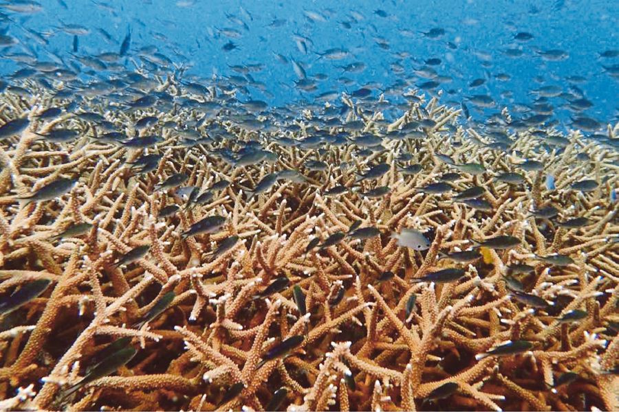 Careless People Damaging Our Corals