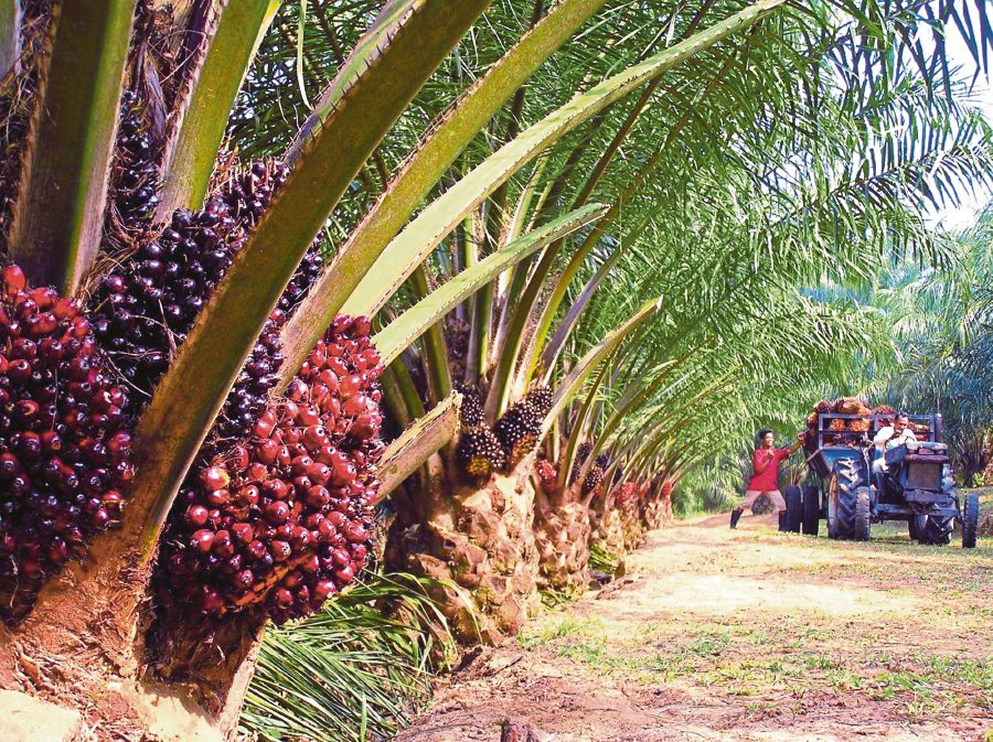 Palm oil is an extremely efficient crop, producing up to 10 times more oil than other oil crops per unit of cultivated land. FILE PIC