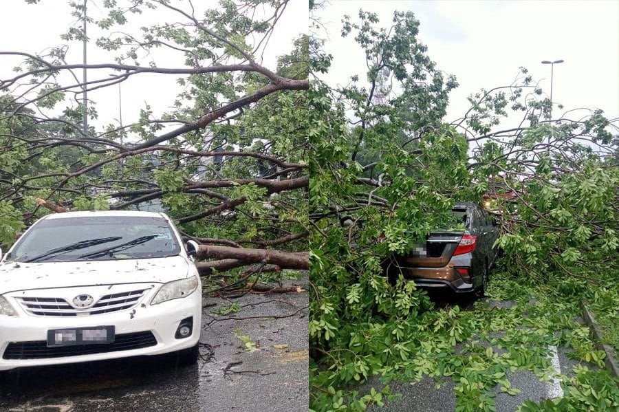 Two vehicles were damaged when a tree fell on them in Jalan Kapar Batu 6, Klang, today. PIC COURTESY OF FIRE & RESCUE DEPT