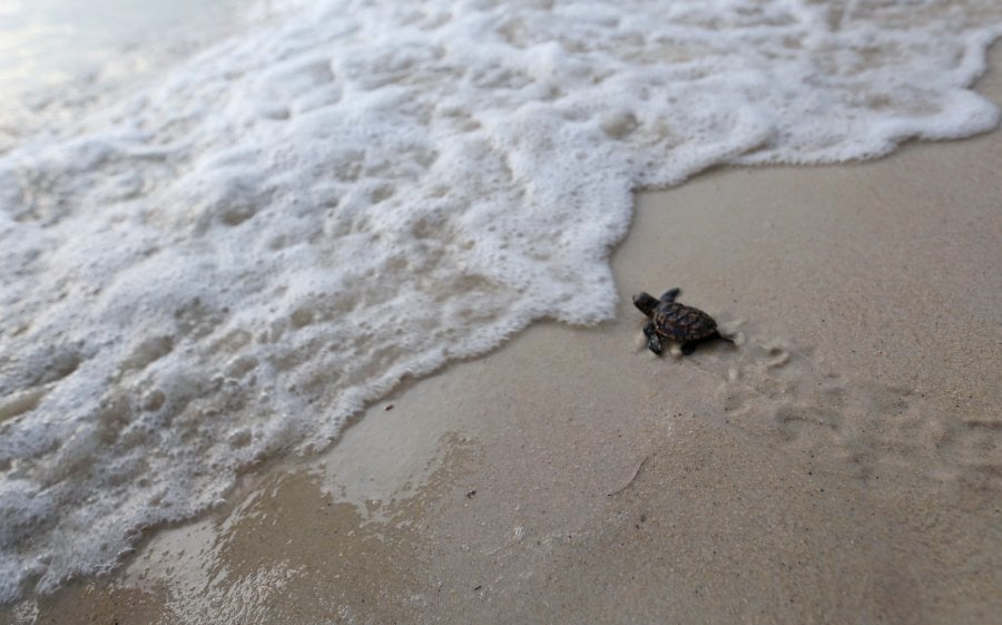A total of 102 Hawksbill baby turtles were released in Padang Kemunting in Masjid Tanah today, after being hatched at the Turtle Conservation and Information Centre here. (File pix)