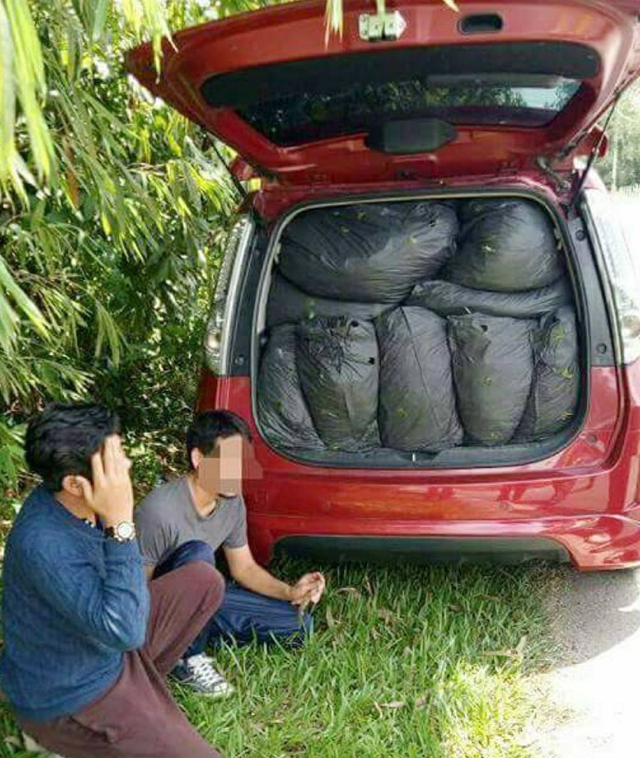 Police detain 2 men and seize 200kg ketum leaves from car 