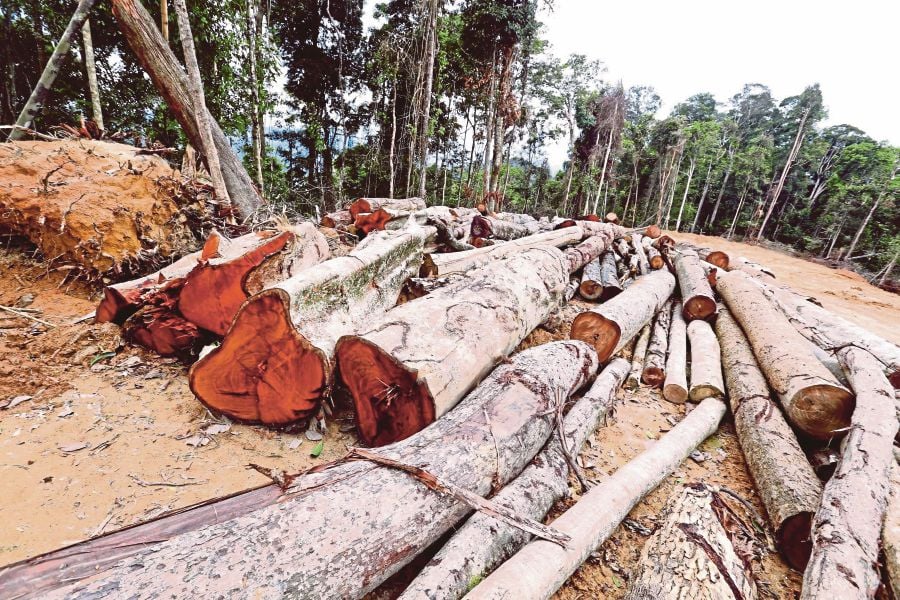 A blanket ban on logging and land clearing is the only way to stop Malayan Tigers from completely disappearing from the wild in the next five years.