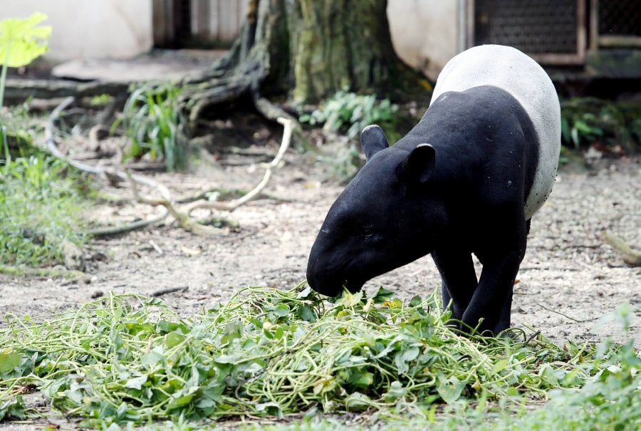 A tapir was rescued after wandering around a housing estate in Bandar Baru Beris Jaya near Sik yesterday. NST FILE PIC 