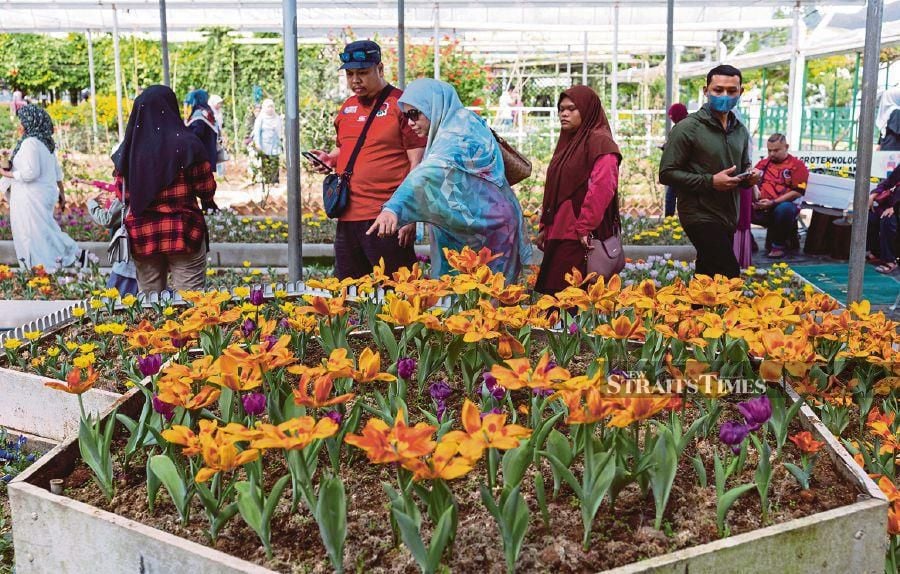 Visitors admiring the tulips at the Cameron Highlands Agro Technology Park Mardi. 