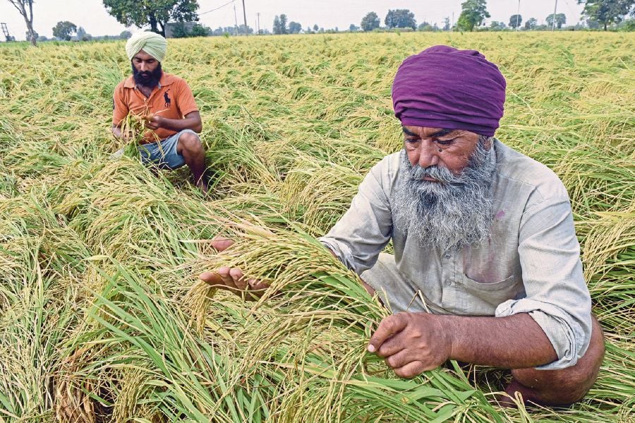Farmers reap a paddy harvest after heavy rains on the outskirts of Amritsar on September 16, 2022. AFP FILE PIC