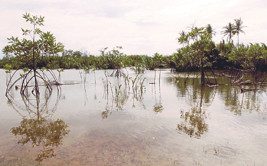 Mangrove and nipah trees in Setiu Wetlands. With advances in technology such as sensors, the monitoring of seedlings in replanting efforts will be more efficiently managed.