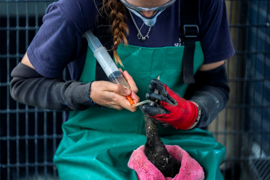 A volunteer medicates an abandoned Cape Cormorant chick during rehabilitation at the Southern African Foundation for the Conservation of Coast Birds (SANCCOB) in Cape Town, South Africa. -EPA file pic, for illustration purpose only