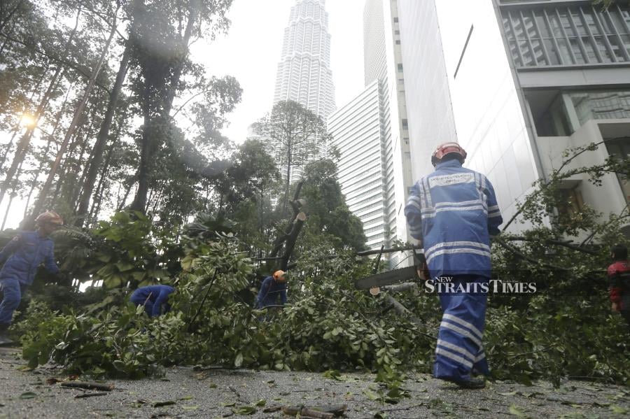 The tree management taskforce which was formed following a series of uprooted tree incidents during heavy rains in the capital city, will meet this month. File pic