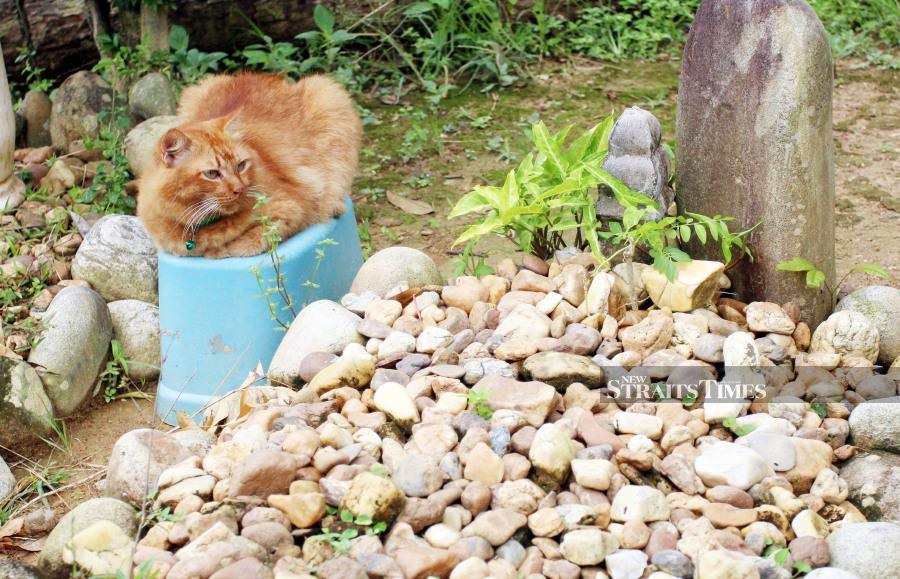 Heartbroken cat spends YEAR living by dead owner's grave - World