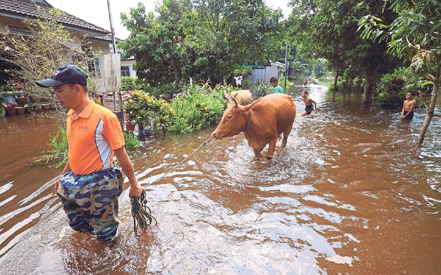 A villager taking his cows to higher ground after Kampung Simpangan, Tumpat, Kelantan, was flooded. FILE PIC