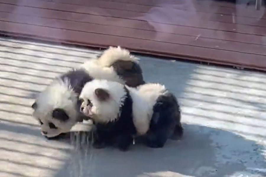 Online videos of the pair, dubbed “panda dogs” by social media users, have been captivating visitors at Taizhou Zoo. PIC SCREEN CAPTURED FROM WEIBO