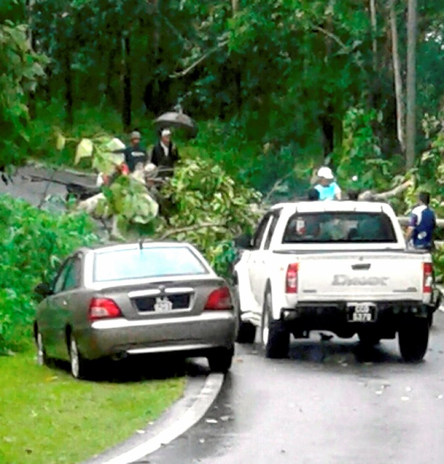 11-year-old-girl-riding-a-motorcycle-dies-in-falling-tree-incident