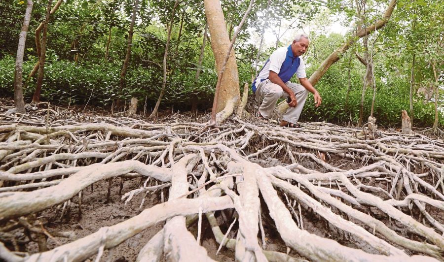 Diminishing Mangroves Save Them Before It S Too Late