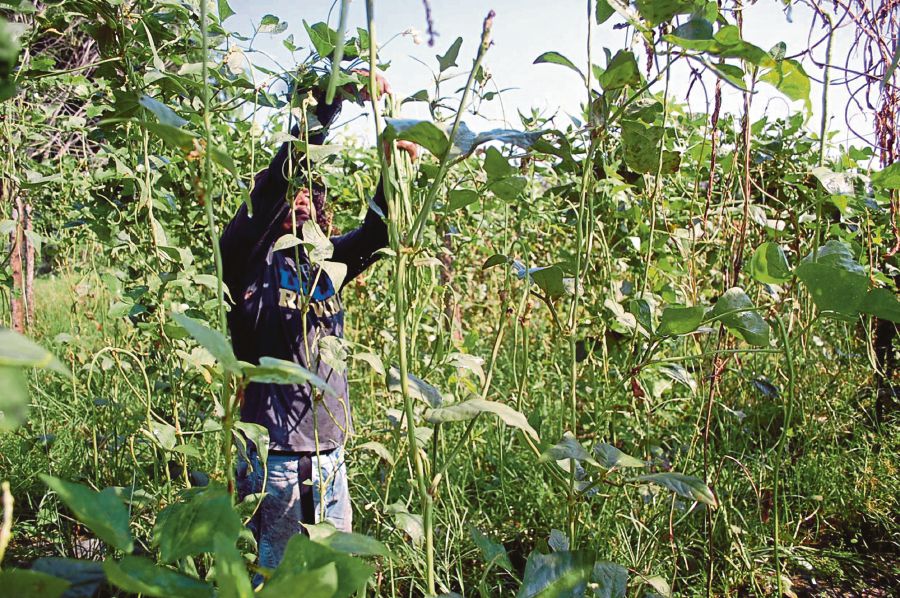 Reducing dependence on imported vegetable seeds | New Straits Times ...