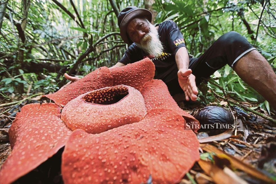 Pak Kassim, the 60-year-old Temiar guide, estimating the size of the Rafflesia kerrii.
