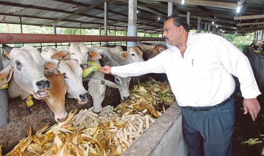 Lucrative Returns For Hardworking Cattle Farmers