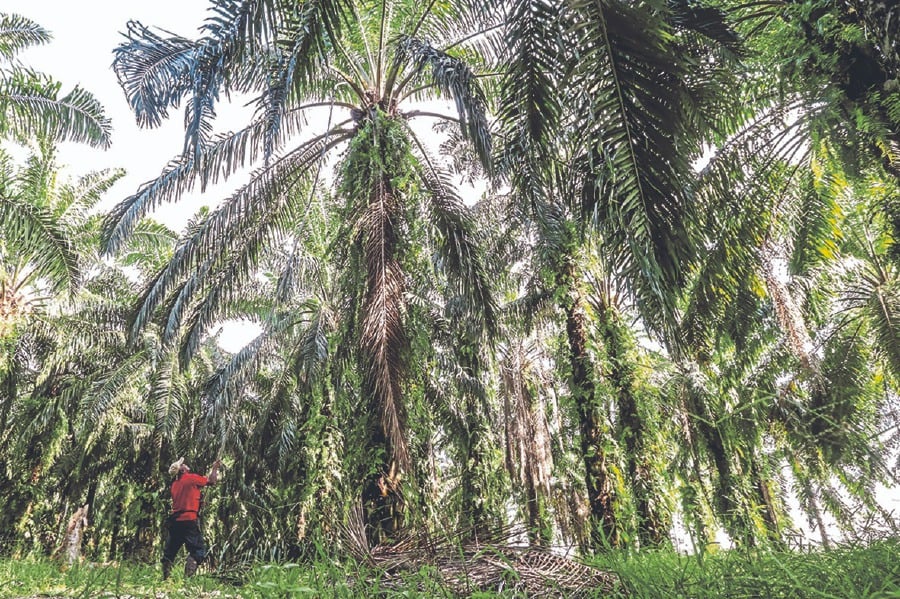 European experts are convinced that the Malaysian Sustainable Palm Oil (MSPO) aligns with European Union regulations. FILE PIC