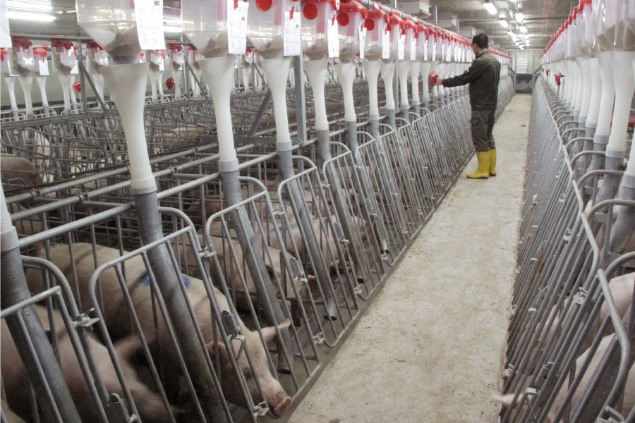 industrial-pig-farm-world-animal-news