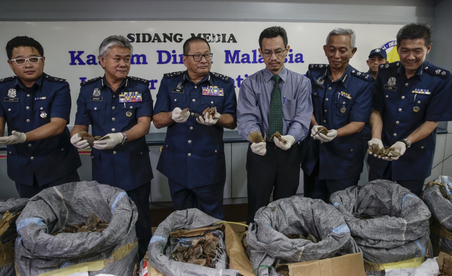 KLIA Customs seizes RM9 million record haul of Pangolin ...