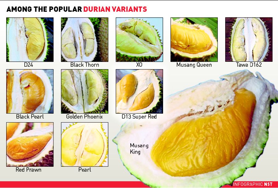 Durian varieties
