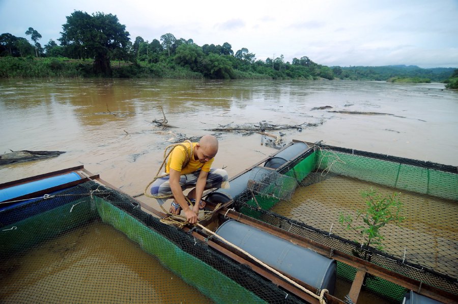 Monsoon season nightmare for Sungai Pahang fish farmers ...