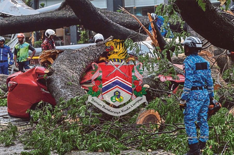 According to City Hall, the fallen tree was situated on private land, thereby placing the responsibility for maintenance squarely on the landowner. FILE PIC