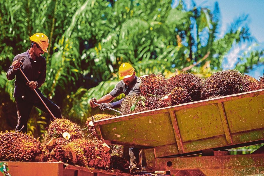 Malaysian Palm Oil Association (MPOA) says the approval for the recruitment of foreign workers comes as a relief for the plantation sector, which has been grappling with a substantial shortage of 40,000 workers.